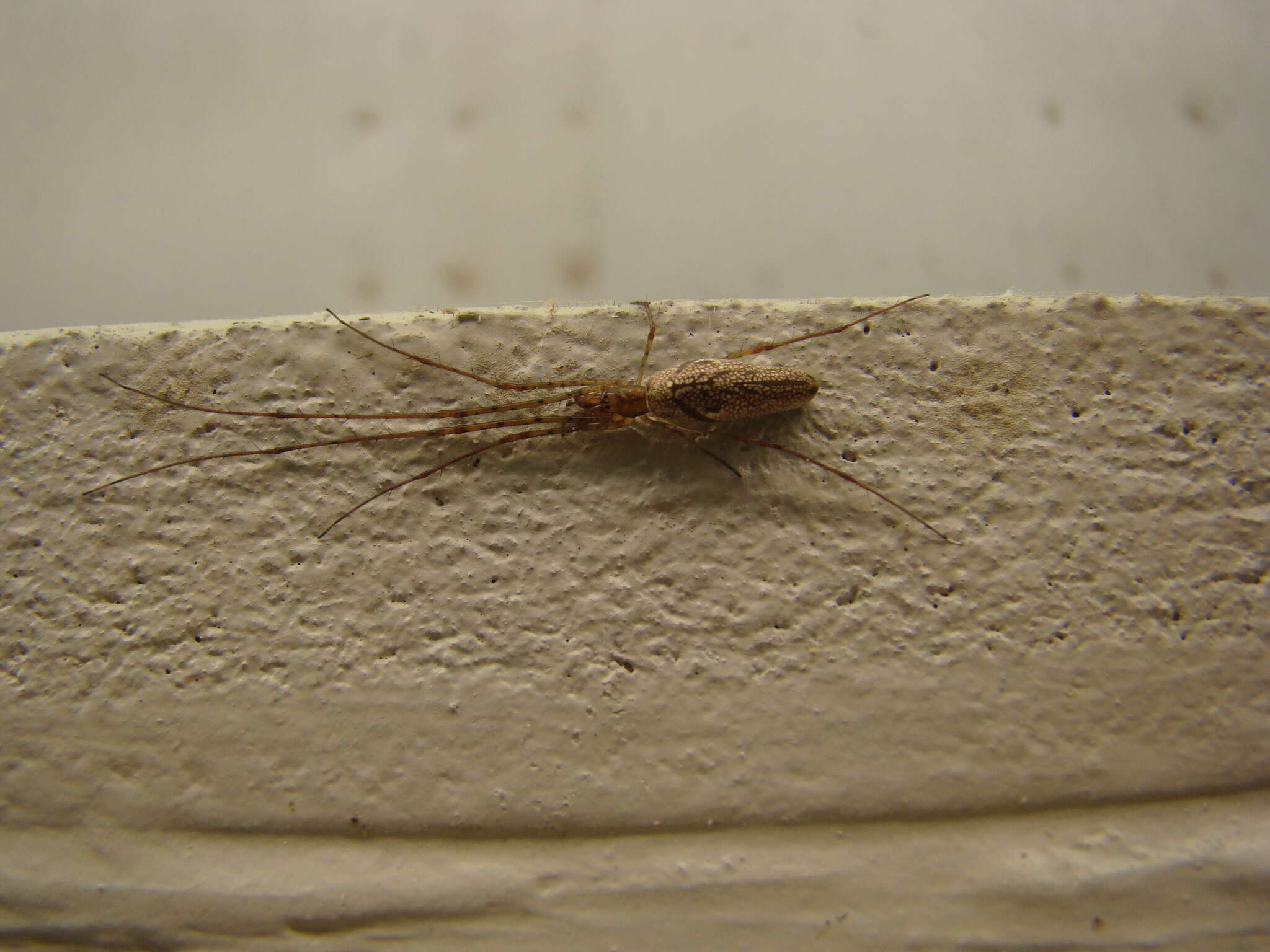 Image of Silver Longjawed Orbweaver