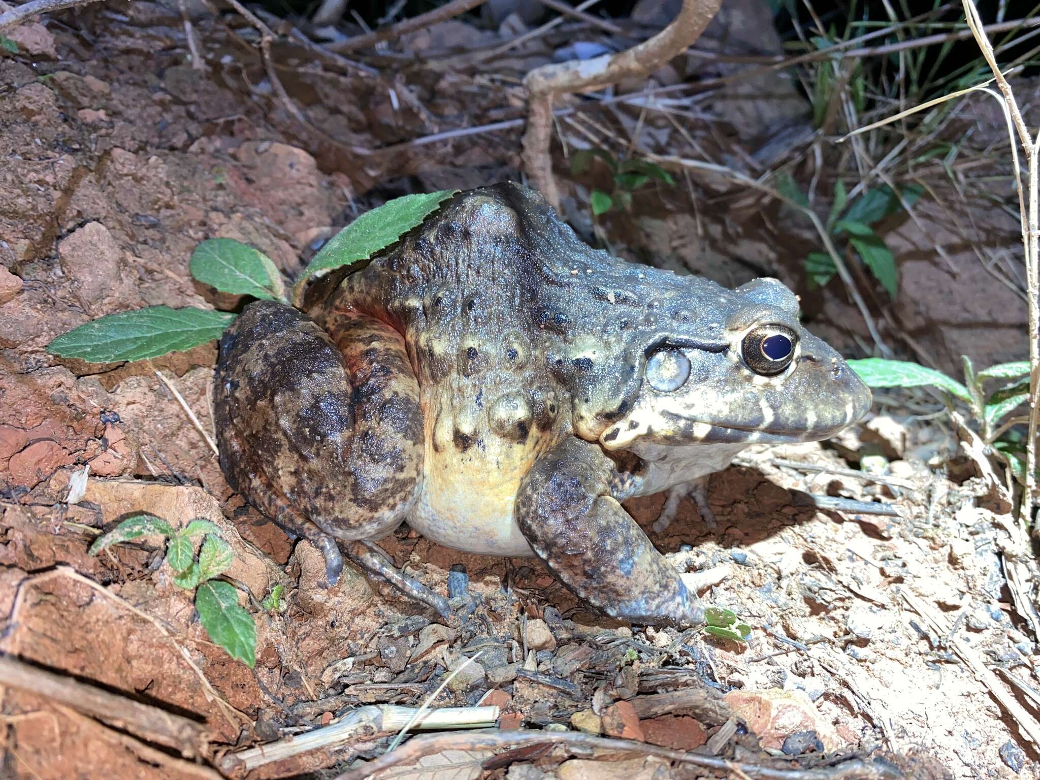 Image of Labyrinth Frog