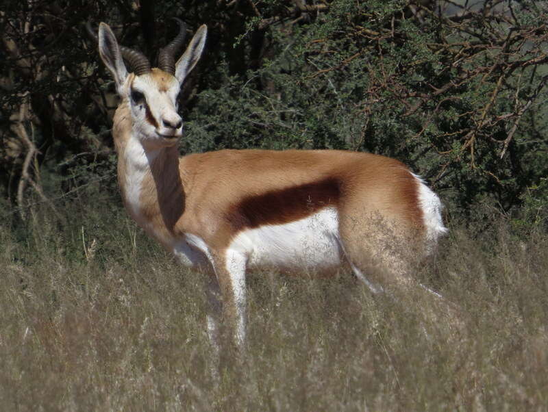 Image of Black Springbok