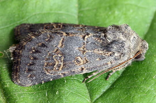 Image of hedge rustic