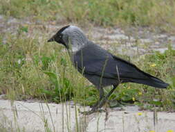 Corvus monedula soemmerringii resmi