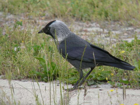 Sivun Corvus monedula soemmerringii kuva