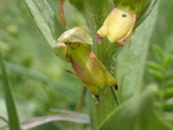 Plancia ëd Dactylorhiza viridis var. viridis