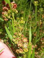 Image de Dodonaea viscosa subsp. angustifolia (L. fil.) J. G. West