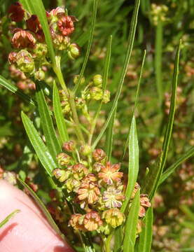 Image de Dodonaea viscosa subsp. angustifolia (L. fil.) J. G. West