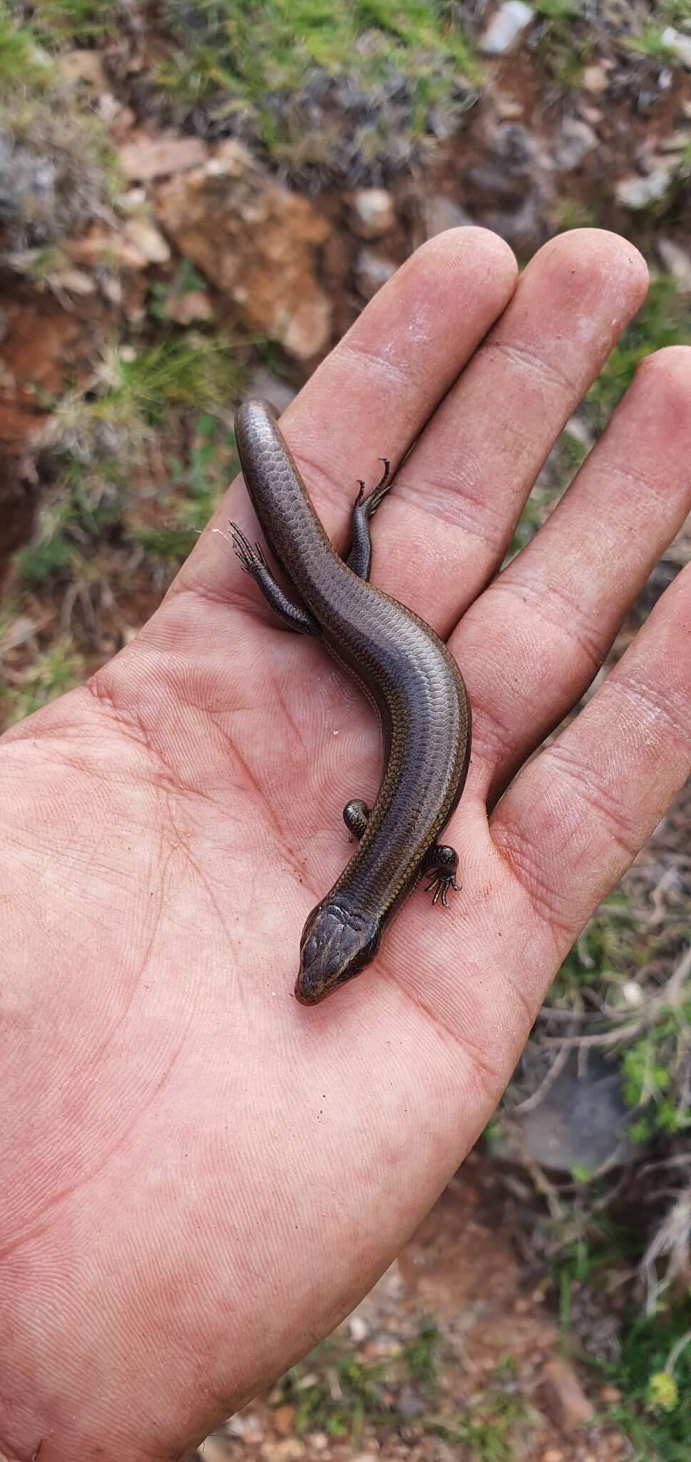 Plancia ëd Plestiodon lynxe (Wiegmann 1834)