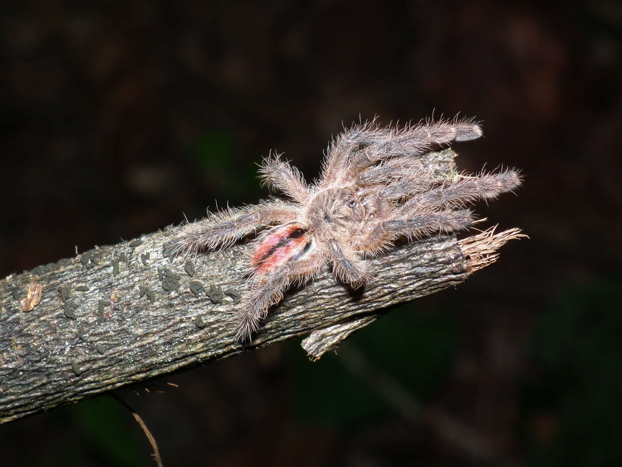 Image of Amazon Ribbed Spider