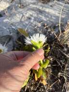 Image of Skiatophytum skiatophytoides (Leistn.) Klak