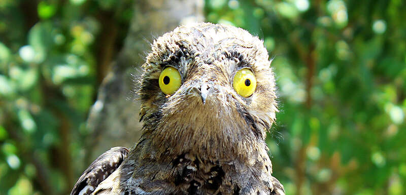 Image of Long-tailed Potoo