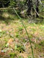 Plancia ëd Festuca occidentalis Hook.