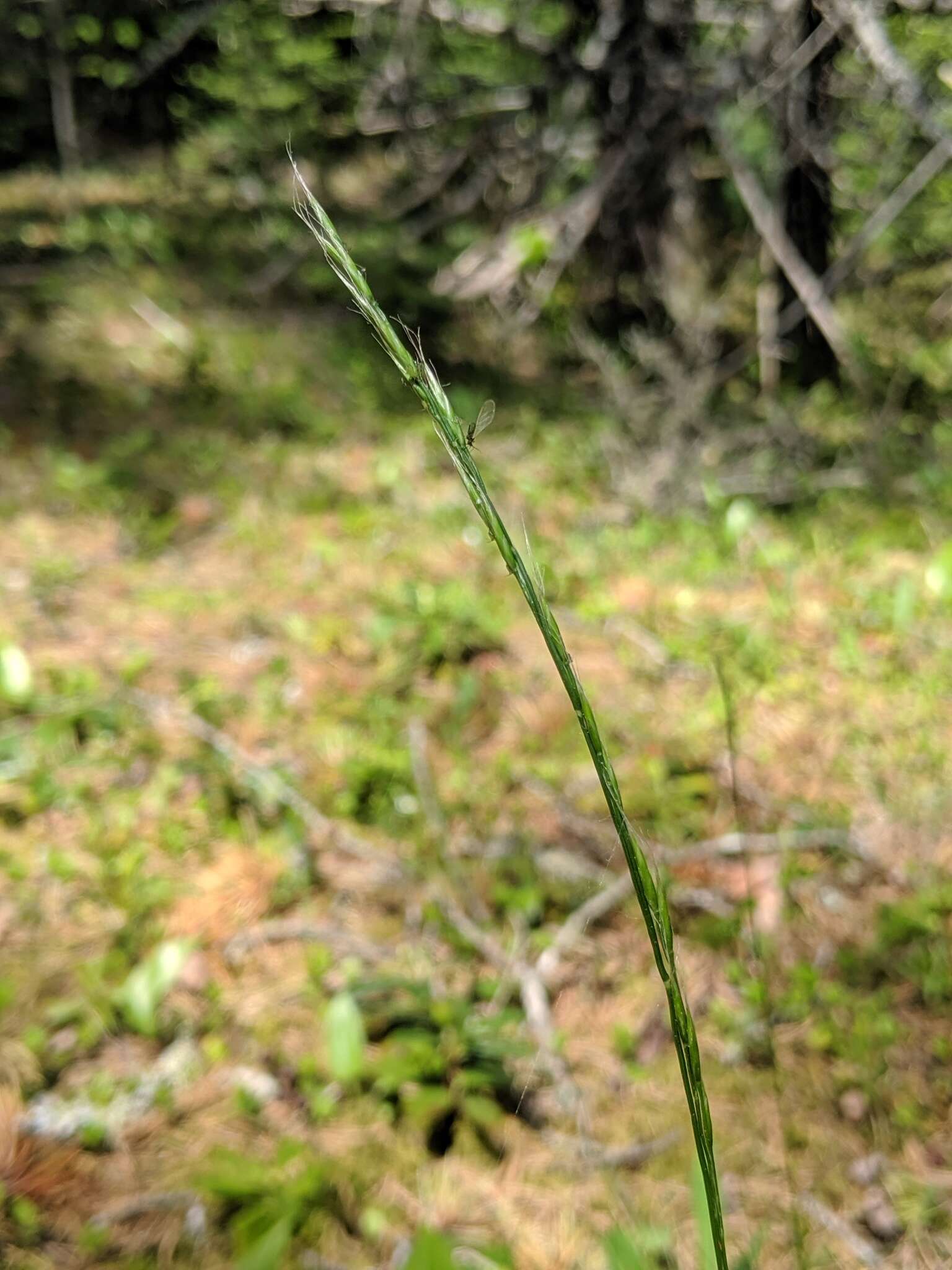 Plancia ëd Festuca occidentalis Hook.