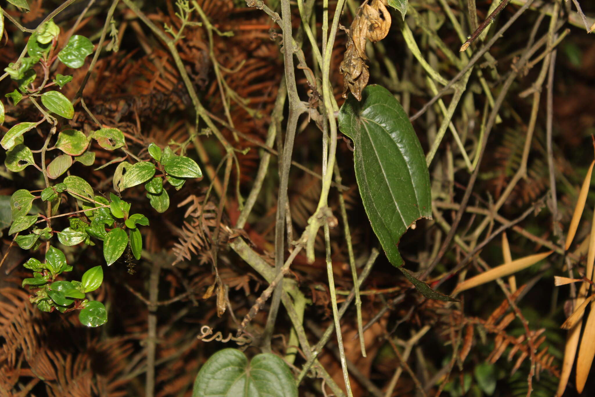 Image of Smilax tomentosa Kunth
