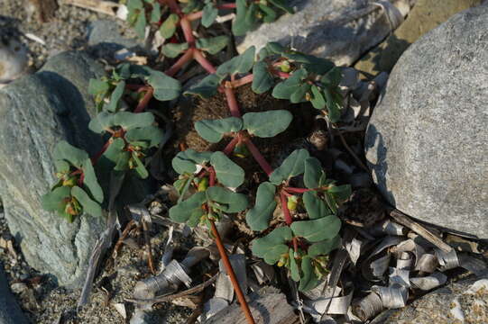 Image of Euphorbia peplis L.