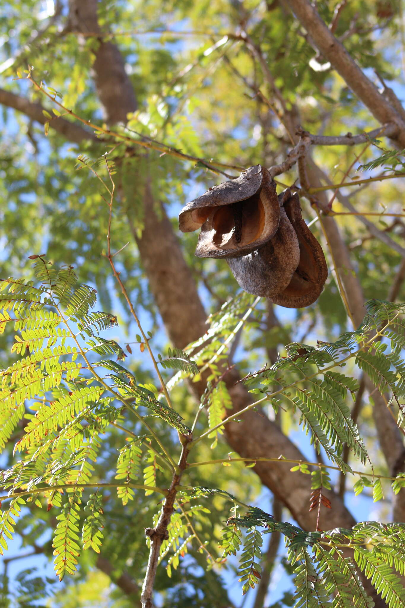 Sivun Jacaranda brasiliana (Lam.) Pers. kuva