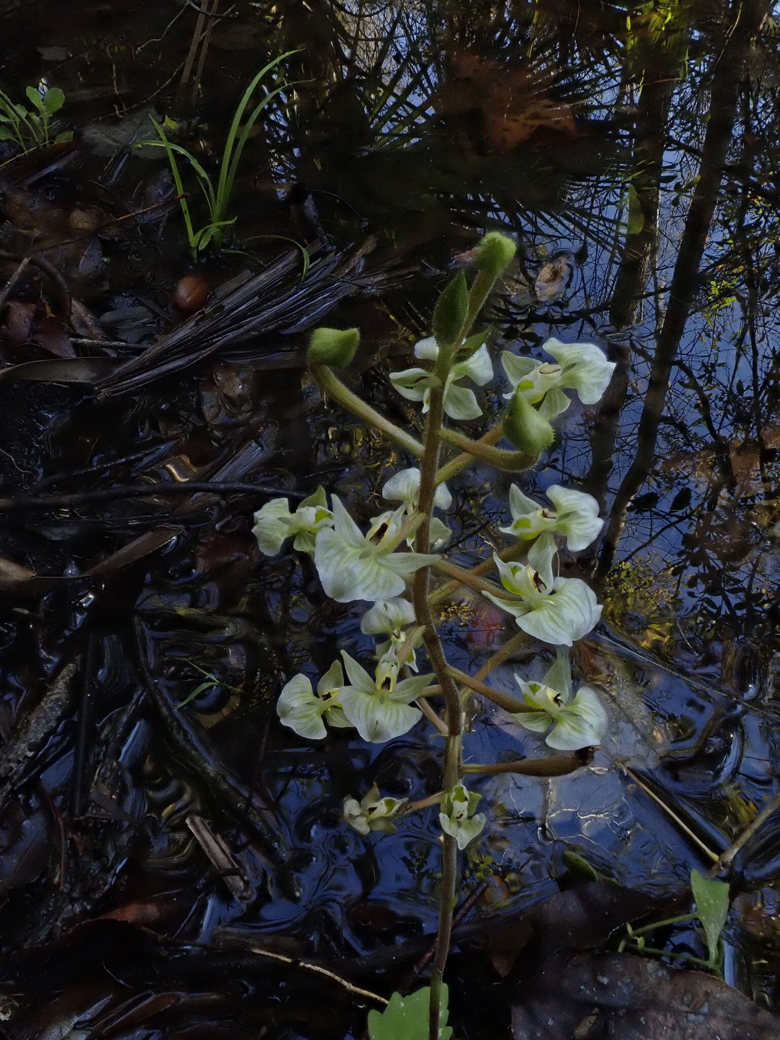 Imagem de Ponthieva racemosa (Walter) C. Mohr