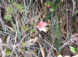 Imagem de Rhododendron simsii Planch.