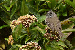 Image of Tufted Tit-Tyrant