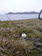 Image of Primula magellanica Lehm.