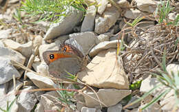 Image of Larche Ringlet