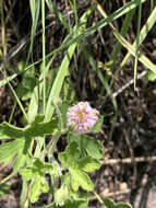 Sivun Geranium lentum Wooton & Standl. kuva