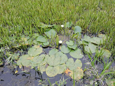 Image de Nymphaea candida C. Presl