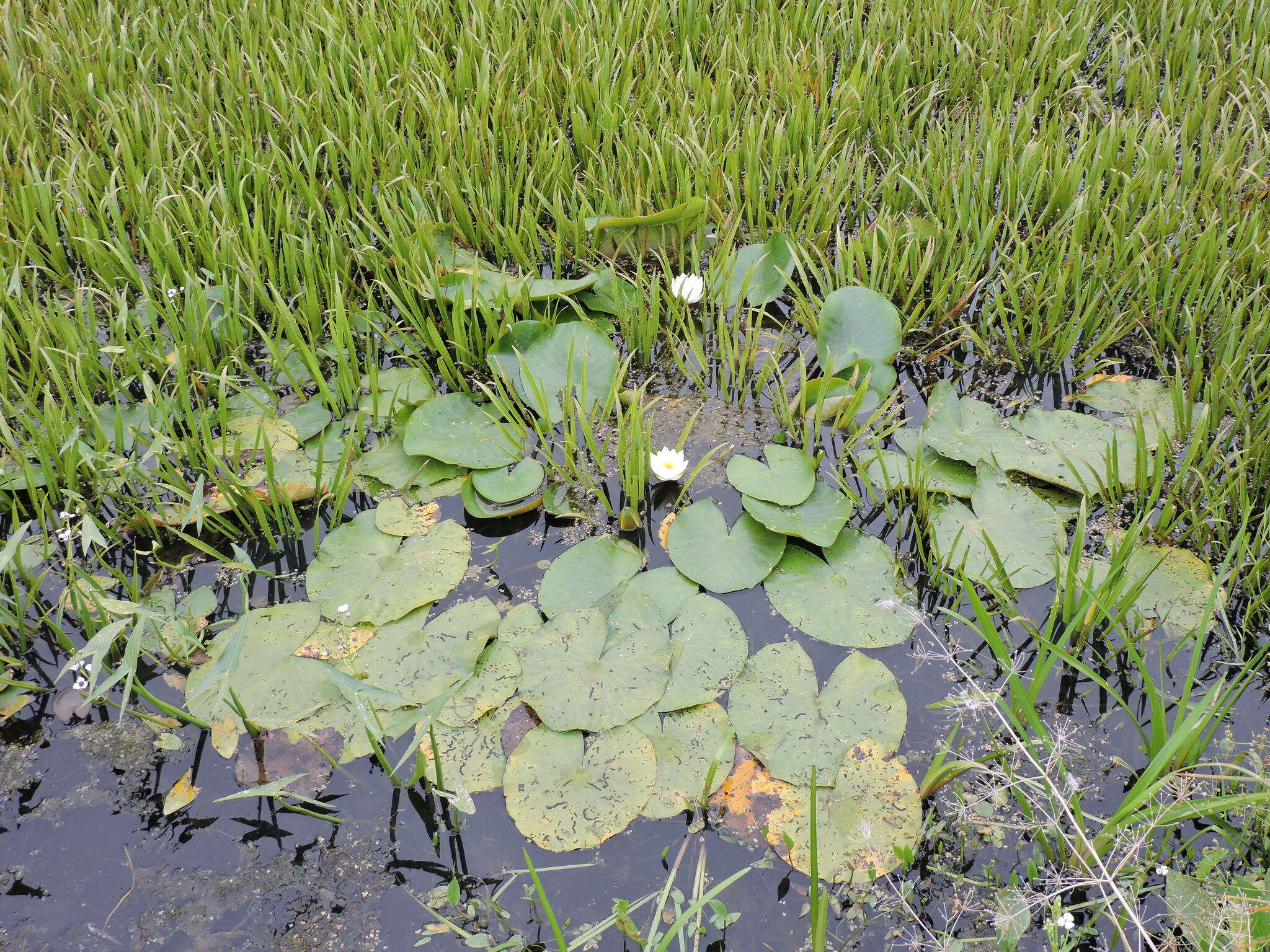 Image of Nymphaea candida C. Presl