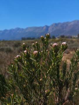 Image of <i>Leucadendron lanigerum</i> var. <i>laevigatum</i>