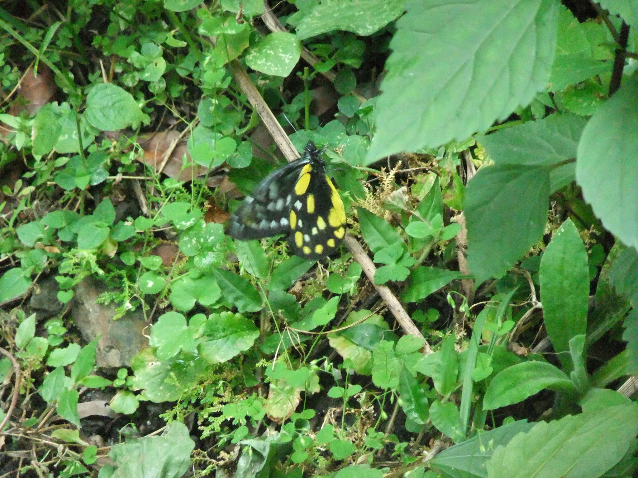 Image of hill jezebel
