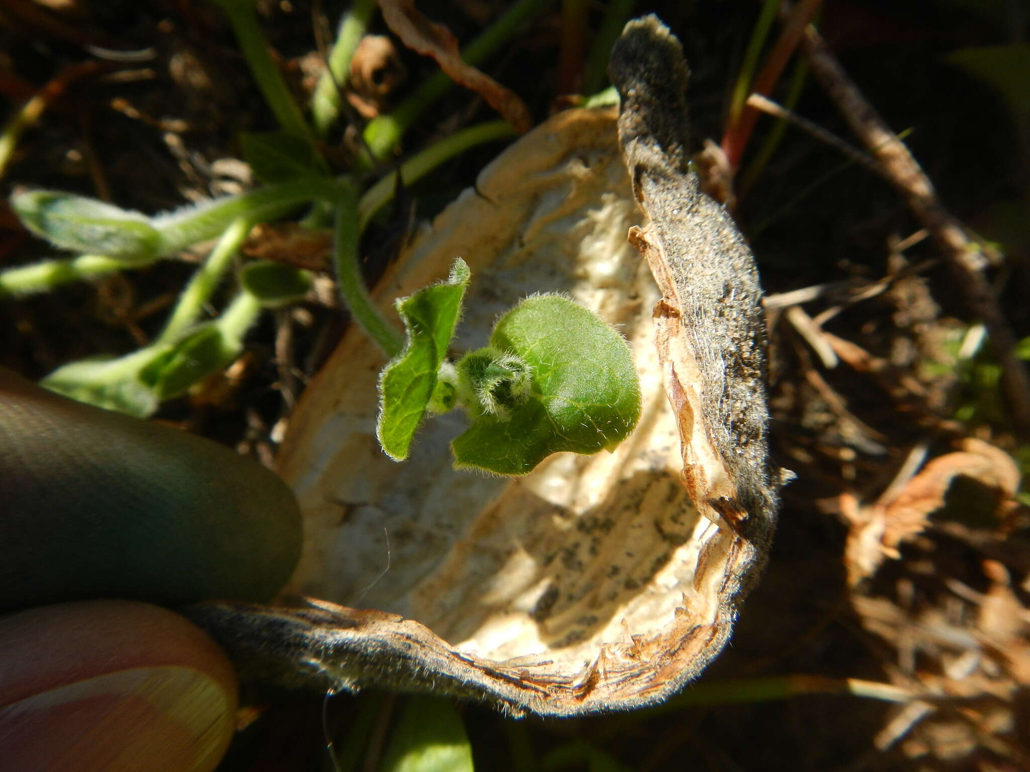 Sivun Matelea cynanchoides (Engelm.) R. E. Woodson kuva