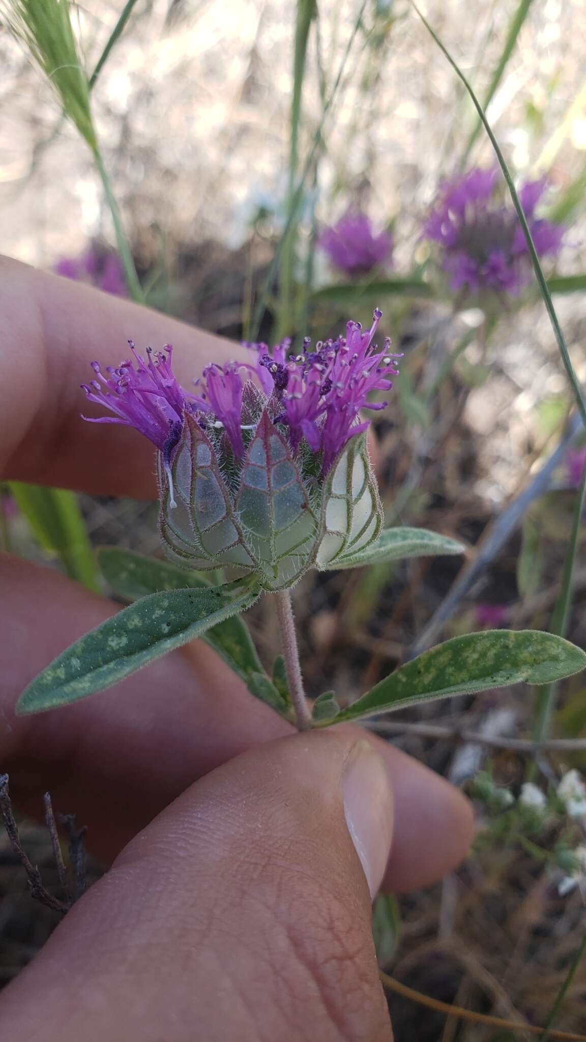 Image of veiny monardella