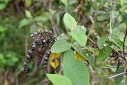 Image of Buddleja crotonoides A. Gray