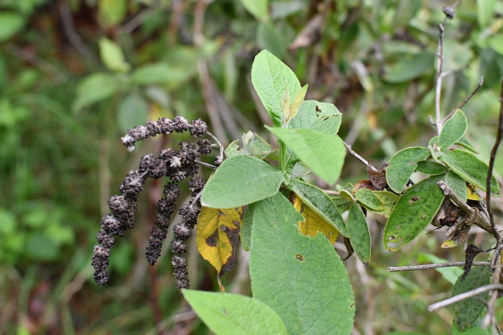 Image of Buddleja crotonoides A. Gray