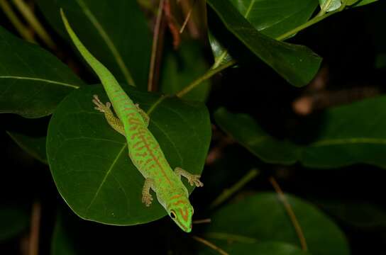 Imagem de Phelsuma astriata semicarinata Cheke 1982