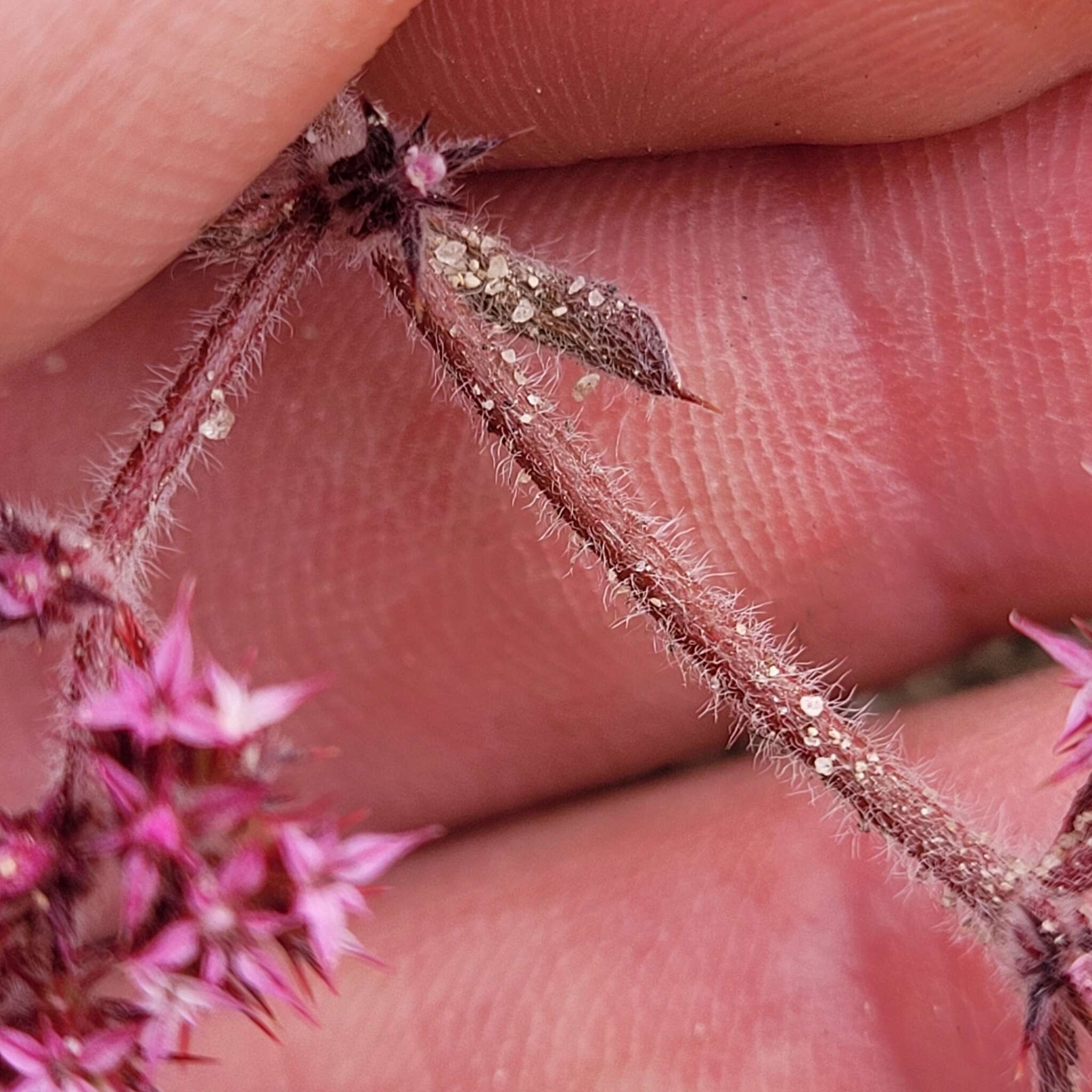 Image of Ben Lomond spineflower