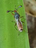 Image de Diopsis erythrocephala Westwood 1837