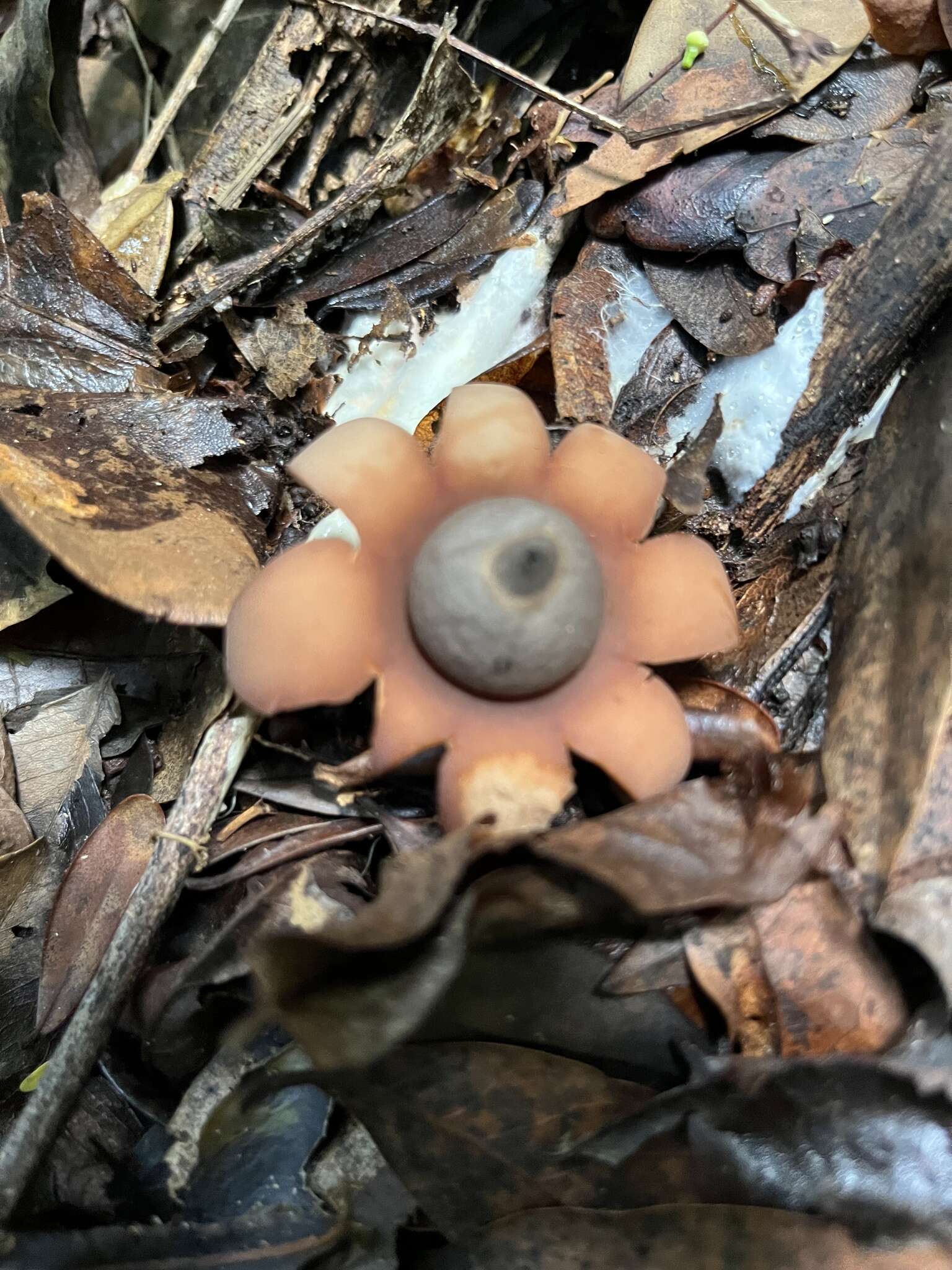 Image of Geastrum javanicum Lév. 1846