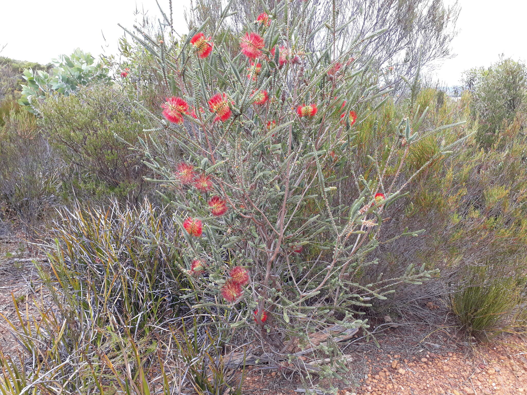 Image of Melaleuca orbifolia (F. Müll.) Craven & R. D. Edwards