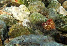 Imagem de Etheostoma fonticola (Jordan & Gilbert 1886)