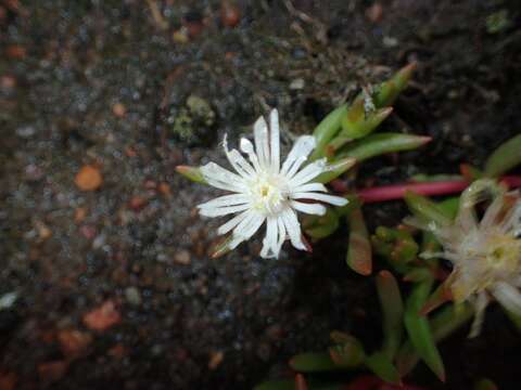 Image of Delosperma lineare L. Bol.