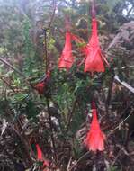 Image of Fuchsia pringsheimii Urb.