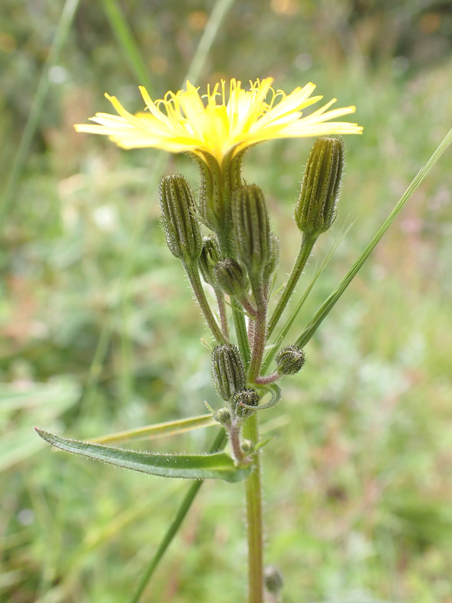 Image of Picris angustifolia subsp. merxmuelleri H. W. Lack & S. Holzapfel