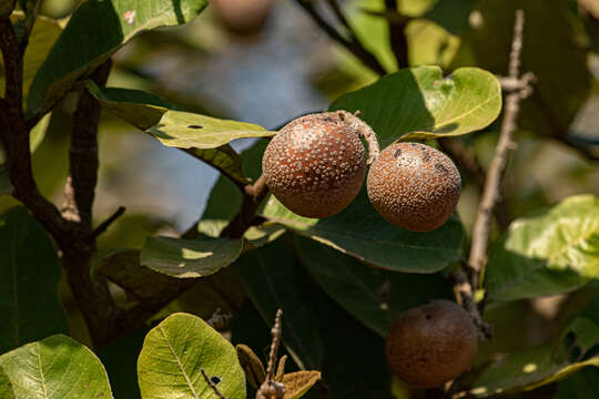 Image of Neocarya macrophylla (Sabine) Prance ex F. White