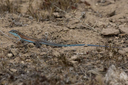 Image of Baja California Whiptail