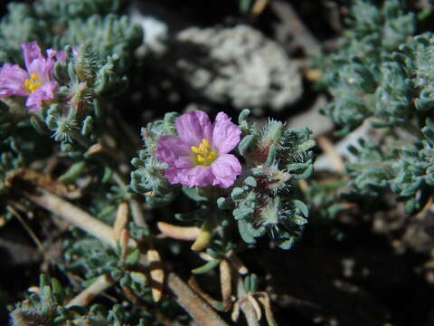 Image of Frankenia hirsuta L.