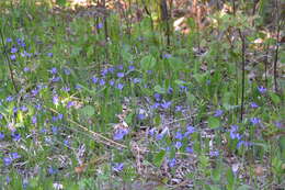 Image of dwarf lake iris