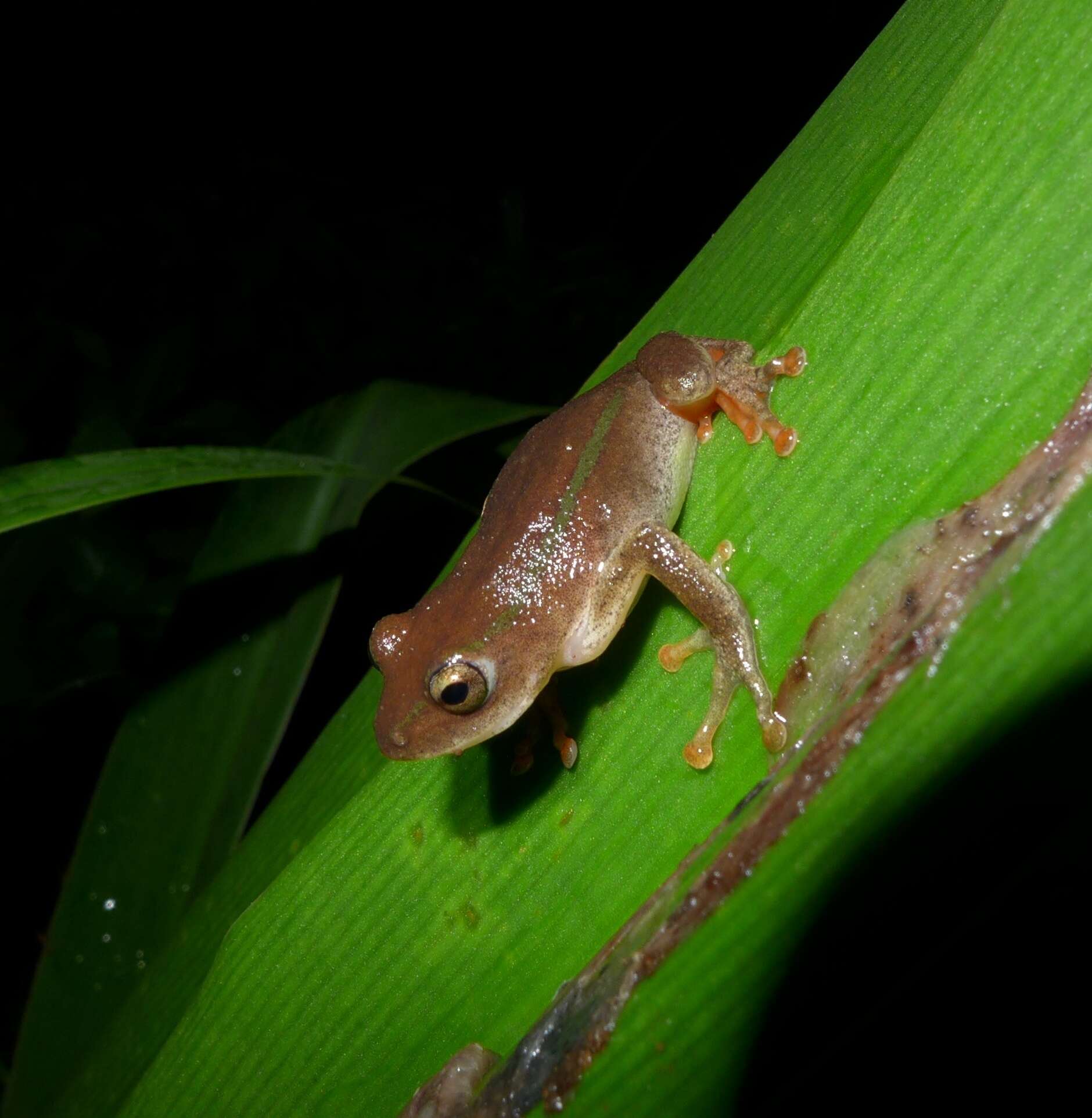 Image of Balfour's Reed Frog
