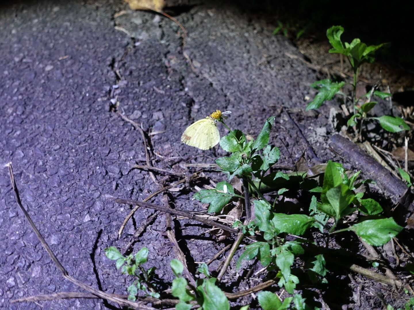 Image de Eurema blanda (Boisduval 1836)