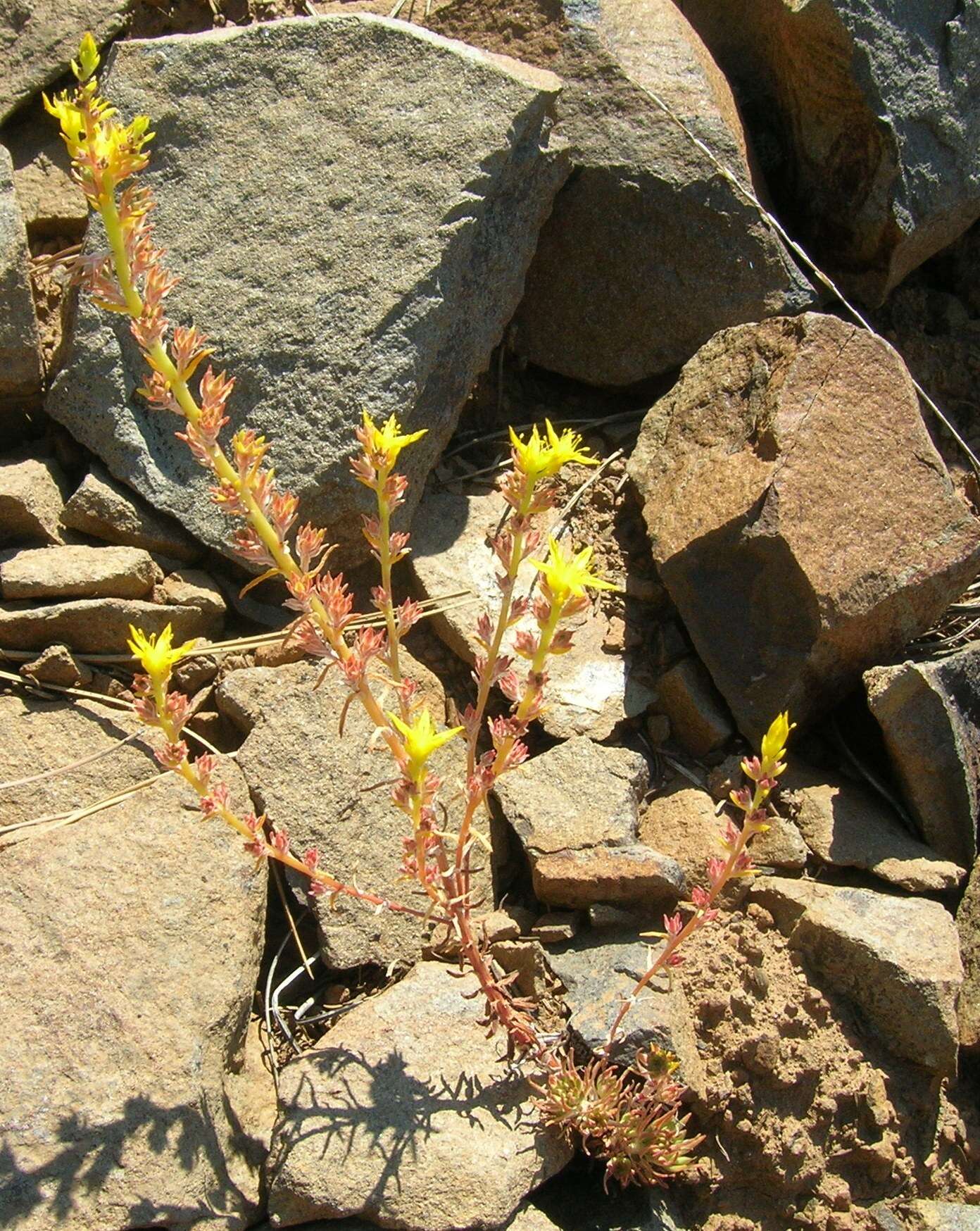 Слика од Sedum stenopetalum Pursh