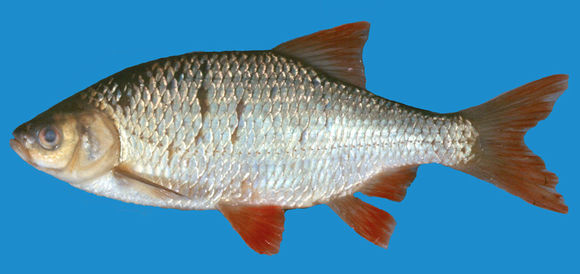 Image of Rudd