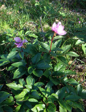 Image of Paeonia coriacea Boiss.